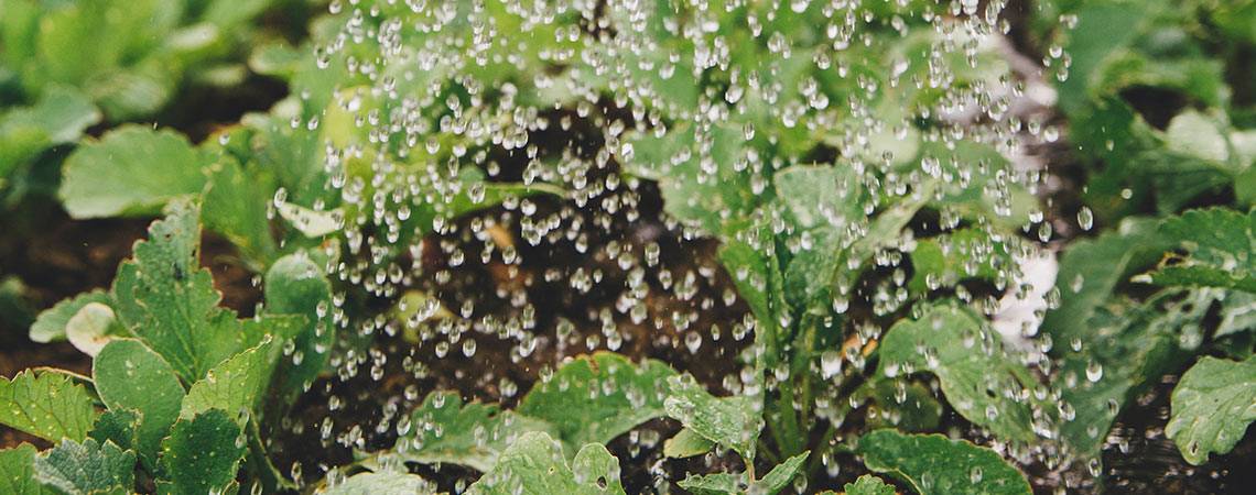 Watering Vegetables